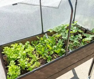 Planter i et selvvandende plantesystem