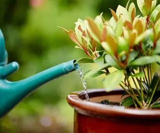 En skimmia-plante i en potte, der vandes med en dåse