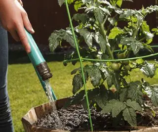 En tomatplante, der vandes med en slange