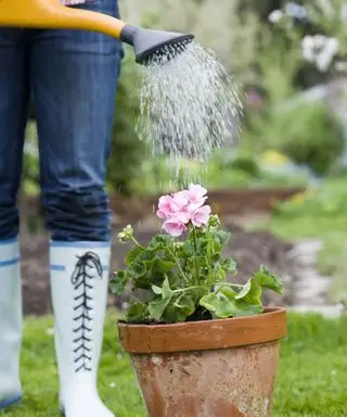 En plante i en potte, der vandes med en vandkande