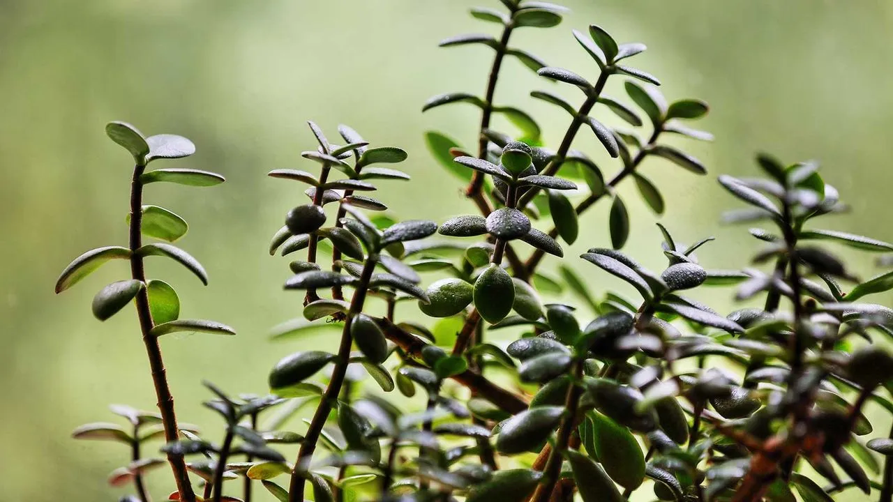 Odborníci na Feng Shui odhalují, kam v roce 2026 umístit pokojovou lilii ve vašem domě, aby posílila pozitivní energii a rovnováhu