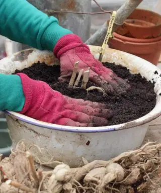 plantning af dahliaknolde
