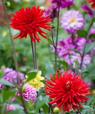 Dahlia