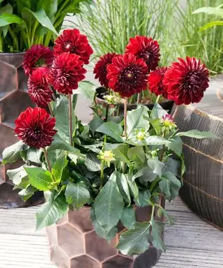 rød dahlia i beholder