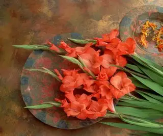 Fleurs de glaïeul