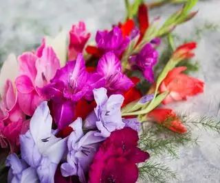 Fleurs coupées de glaïeuls