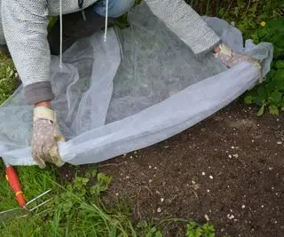 Ochrana novovysiateho trávneho osiva pomocou záhradníckeho rúna