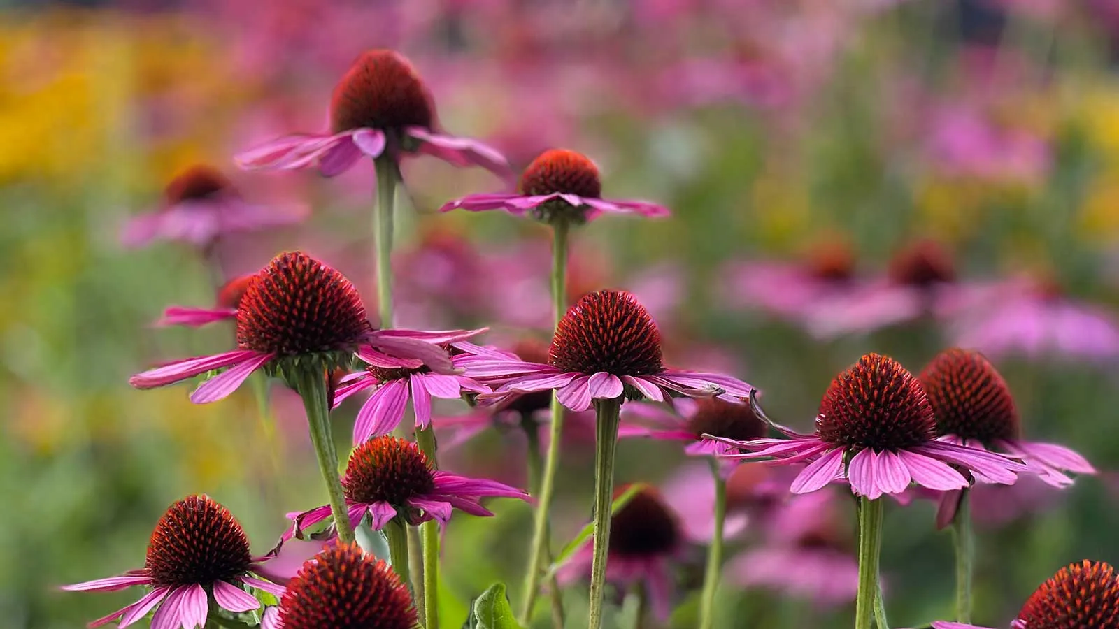 echinacea v záhrade' loading='lazy' title=