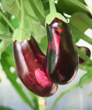 식물에 보라색 가지