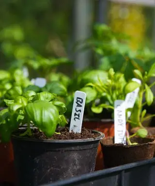 Albahaca creciendo en un contenedor.