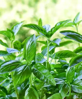 Albahaca creciendo en un contenedor.