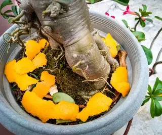 Pelures d'orange sur les plantes