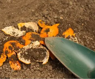 Pelures d'orange sur le sol