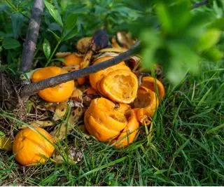 Pelures d'orange sur plante