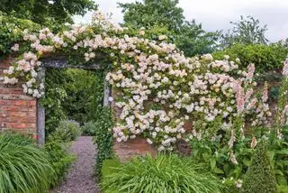 Rosehage ideer Phyllis Bride rose på veggen David Austin