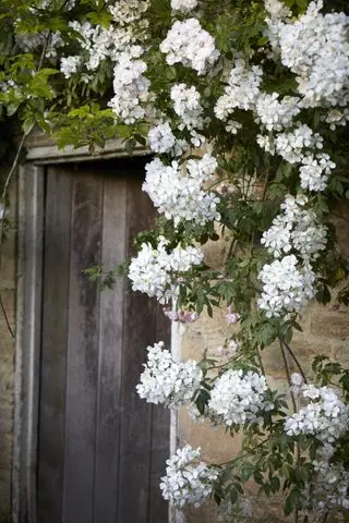 Rosehage ideer - Rosehage med vandrerose ved hagen Moor Wood