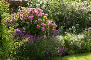 Rosehageideer - Rosehage med Leigh Clapp Gertrude Jekyll
