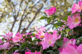 Carolina Rose