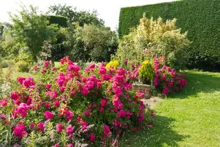 Blomsterteppe rose