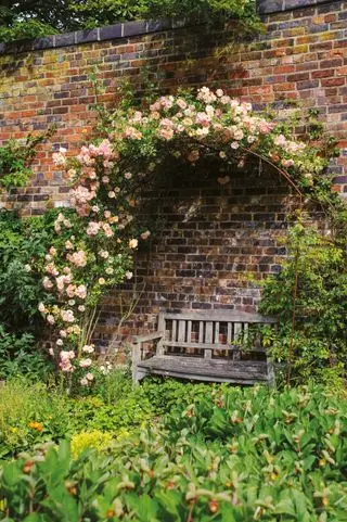 Rosehageideer, David Austin Phyllis Bide rosebue