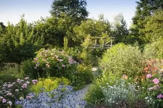 Rosehage ideer - rosehage på RHS Rosemoor