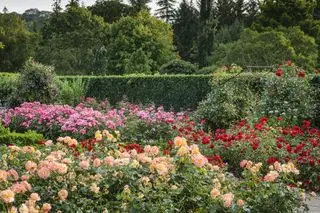 Rosehageideer - Rosehage på RHS Rosemoor