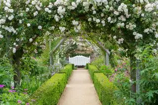 Rosehageideer - Rosehagebuer hos National Trust Mottisfont