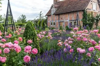 Rosehageideer - Rosehage med Boscobel av David Austin