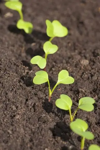 大根の育て方の大根