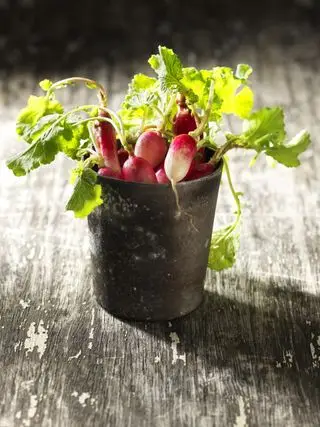 大根の育て方の大根