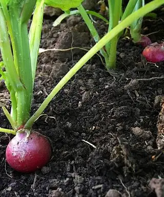 Cuándo plantar rábanos: para obtener una cosecha sabrosa durante todo el año