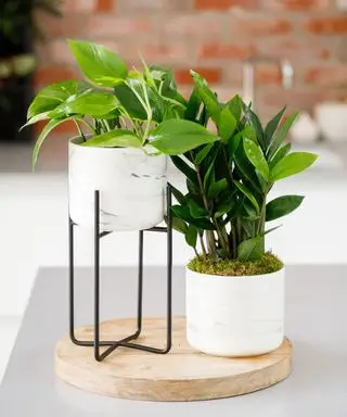 pothos og zz planter i potter på et bord