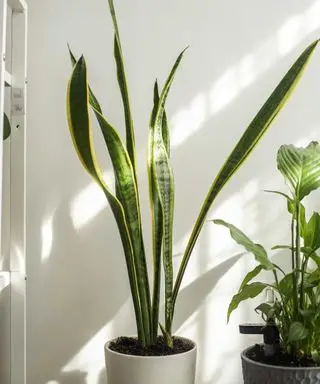 Warum stirbt meine Schlangenpflanze? Profi-Tipps, um einer Sansevieria in Schwierigkeiten zu helfen