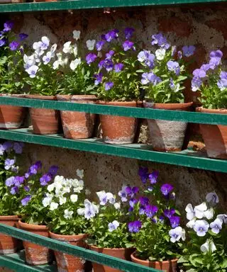 altos violets poussant dans des pots en terre cuite