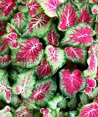 feuilles en forme de coeur de la plante caladium, également connues sous le nom d'ailes d'ange