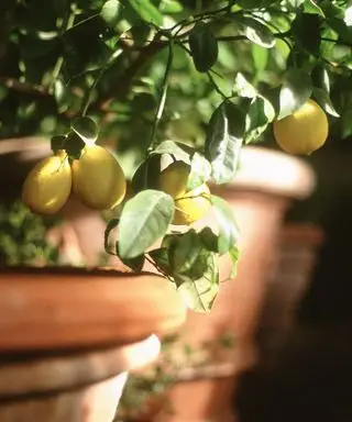citronnier poussant dans un pot en terre cuite