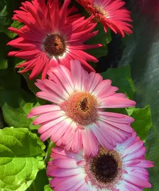 fleurs de gerbera rose pâle et foncé en fleur