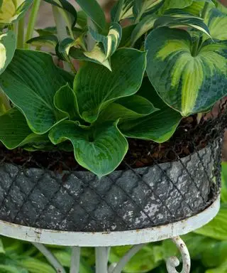 plantes hosta poussant dans un semoir sur une table de plantation surélevée
