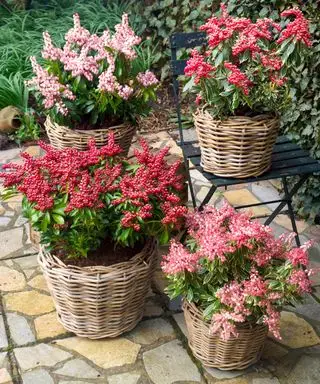Pieris Passion poussant dans des conteneurs sur une terrasse