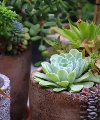 plantes succulentes poussant dans des pots dans un jardin
