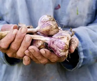 Mãos segurando uma colheita fresca de bulbos de alho