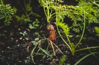 společník výsadba mrkve unsplash jonathan kemper