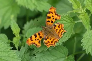En smuk Comma Butterfly, Polygonia c-album, hviler på en brændenældeplante GettyImages-1331639172