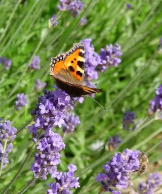 Sådan dyrker du-lavendel-sommerfugl-Sarah-Davis