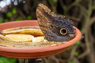 sommerfugl på feeder