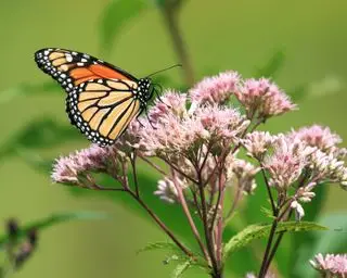 sød joe pye weed med en monark sommerfugl