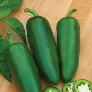 Hot Jalapeno Big Guy Hybrid