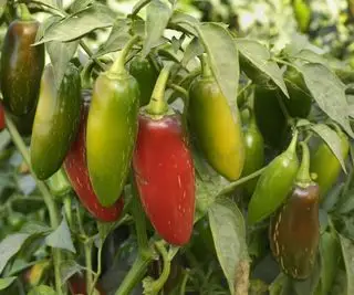 Jalapeno chilli papričky zrejúce na rastline