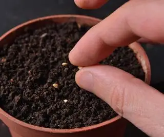 Výsev semienok jalapeno chilli do kvetináčov s kompostom