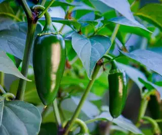 Zelené jalapeňo rastúce na rastline vonku
